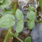 Nasturtium officinale Blad