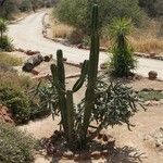 Cereus jamacaru Kůra