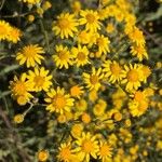 Senecio pterophorus Flower