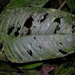 Philodendron inaequilaterum Hoja