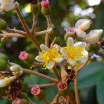 Miconia mirabilis 花