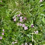 Silene acaulis Flower