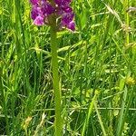 Dactylorhiza majalis Συνήθη χαρακτηριστικά