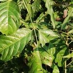 Leea guineensis List