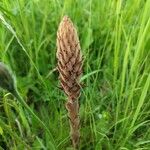 Orobanche elatior Blomma