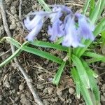 Hyacinthoides non-scriptaFlower