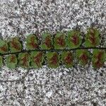 Asplenium trichomanes Λουλούδι