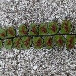 Asplenium trichomanes Flower