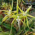 Epidendrum ciliare Blomst