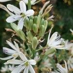 Camassia leichtlinii Flor