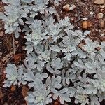 Artemisia stelleriana Leaf