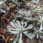 Antennaria parvifolia Ліст