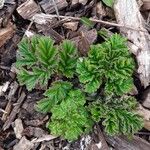 Heracleum sosnowskyi पत्ता