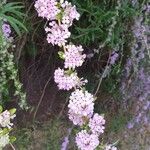 Buddleja alternifolia Kvet