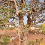 Commiphora kataf Fruit