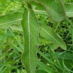 Asclepias viridis Leaf