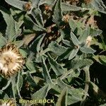 Centaurea jordaniana 形態