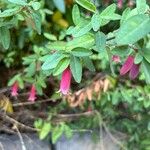 Correa reflexa Blüte