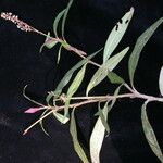 Persicaria barbata ശീലം