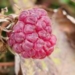 Rubus idaeus फल