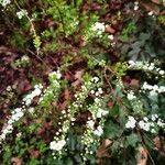 Spiraea prunifolia Цветок
