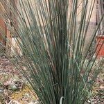 Juncus inflexus Leaf