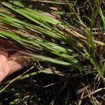 Eragrostis paniciformis Fuelha