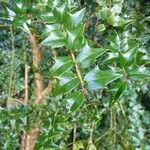 Ilex pernyiMuu