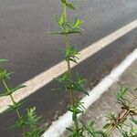 Hypericum brasiliense Leaf