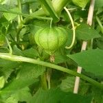 Physalis philadelphica Fruchs