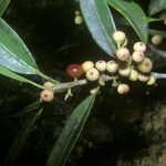 Ficus leiophylla Gyümölcs