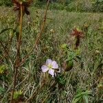 Pterolepis glomerata Blüte