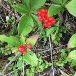 Cornus canadensis Froito