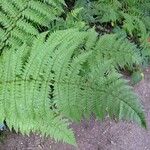 Dryopteris remota Άλλα
