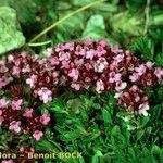 Thymus nervosus অভ্যাস