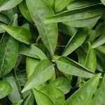 Brunfelsia pauciflora Leaf