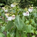 Impatiens tinctoria Цвят