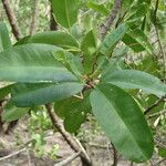 Laguncularia racemosa Folla