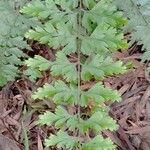 Asplenium aethiopicum Hoja