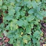 Brassica oleracea Fulla