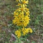 Solidago virgaurea Floare