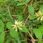 Astragalus glycyphyllosFlor