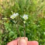Cerastium diffusum Fula