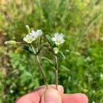 Cerastium diffusum Flower