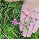 Vicia peregrina পাতা