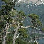 Nothofagus betuloides Habit