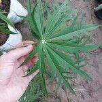 Jatropha multifida Leaf