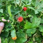 Rubus spectabilis Frukto