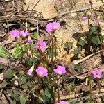 Oxalis latifoliaКвітка