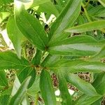 Paeonia lactiflora Leaf